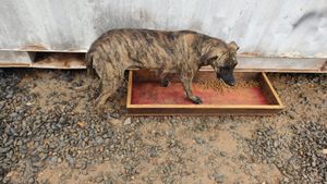 Vaquinha Online - Castração e Vacinação!