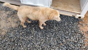 Animais - Castração e Vacinação!