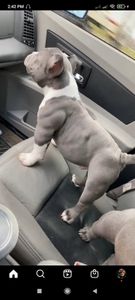 Vaquinha Online - Ajude o meu sonho 