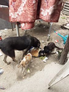 Marcela Silva Adam - Ajuda para cachorros e gatos da Frei Damião