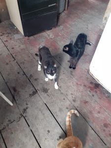 Vaquinha Online - Ajuda para cachorros e gatos da Frei Damião