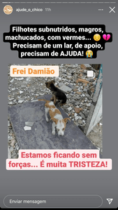 Ajuda para cachorros e gatos da Frei Damião imagem 8