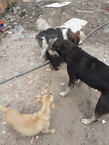 Ajuda para cachorros e gatos da Frei Damião imagem 6