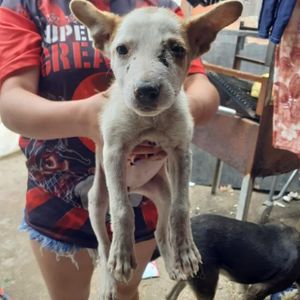 Ajuda para cachorros e gatos da Frei Damião imagem 7