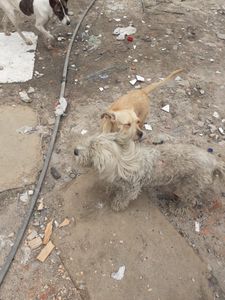 Animais - Ajuda para cachorros e gatos da Frei Damião