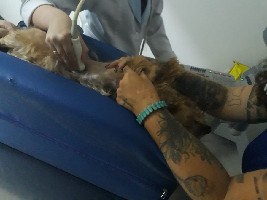 Animais - Cirurgia de Emergência do Diego