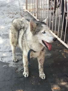 Animais - Todos por Ozzy 