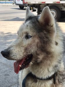 Rio de Janeiro/RJ - Todos por Ozzy 