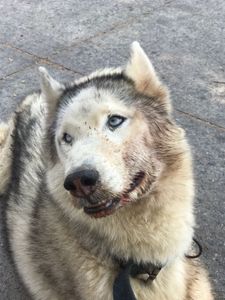 Ozzy - Todos por Ozzy 