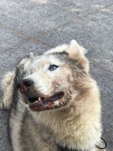 Vaquinha Online - Todos por Ozzy 