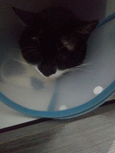 Vaquinha Online - Ajude o galileu