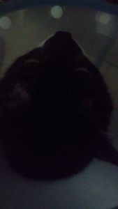 Animais - Ajude o galileu