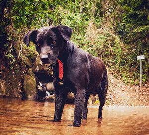 Animais - #saude-cao-peregrino