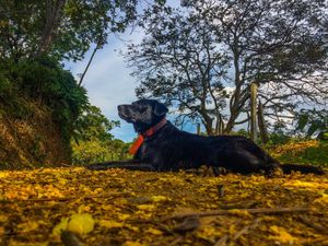 #saude-cao-peregrino imagem 8