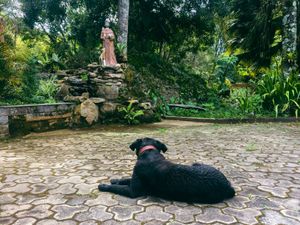 #saude-cao-peregrino imagem 7