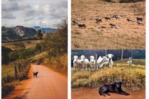 Vaquinha Online - #saude-cao-peregrino