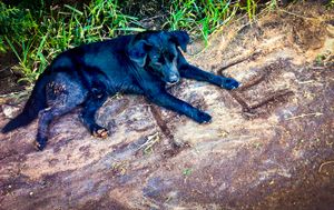 Ajuda para a saude do Cão Peregrino - #saude-cao-peregrino