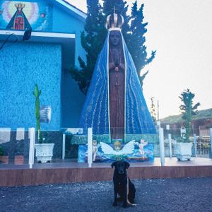 #saude-cao-peregrino imagem 6