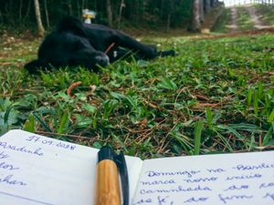 Mairiporã/SP - #saude-cao-peregrino