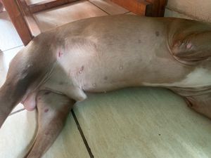 Animais - Salve um Pet: Apoie a Internação do Sansão