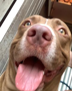 São Luís/MA - Salve um Pet: Apoie a Internação do Sansão