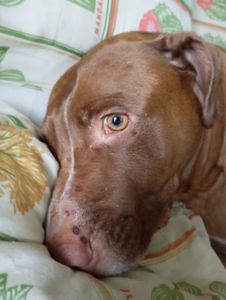 Vaquinha Online - Salve um Pet: Apoie a Internação do Sansão