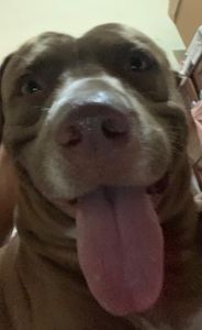 Salve um Pet: Apoie a Internação do Sansão imagem 6