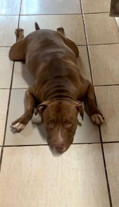 Salve um Pet : Apoie a Internação do Sansão - Salve um Pet: Apoie a Internação do Sansão