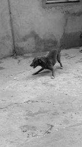 Salve um Pet: Apoie a Internação do Sansão imagem 7