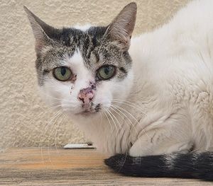 Vaquinha Online - Gata Julinha pede ajuda para tratamento