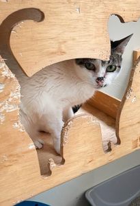 Animais - Gata Julinha pede ajuda para tratamento