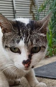Julinha pede ajuda para tratamento - Gata Julinha pede ajuda para tratamento