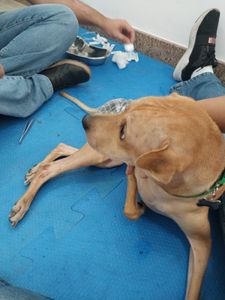 Os 3 CÃOdeirantes precisam de você! imagem 8