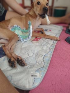 Vaquinha Online - Os 3 CÃOdeirantes precisam de você!