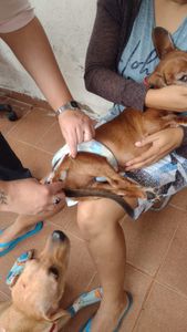 Os 3 CÃOdeirantes precisam de você! imagem 10