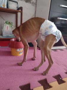 Animais - Os 3 CÃOdeirantes precisam de você!