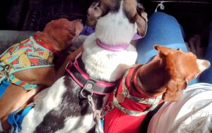 Os 3 CÃOdeirantes precisam de você! imagem 6