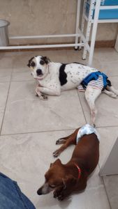 Os 3 CÃOdeirantes precisam de você! imagem 7