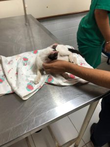 Vaquinha Online - cirurgia ortopédica do gatinho