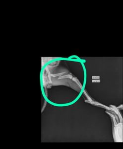 Santarém/PA - cirurgia ortopédica do gatinho