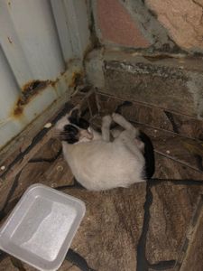 null - cirurgia ortopédica do gatinho