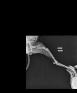 Caridade e Filantropia - cirurgia ortopédica do gatinho