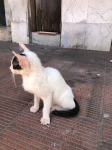 cirurgia ortopédica do gatinho imagem 6