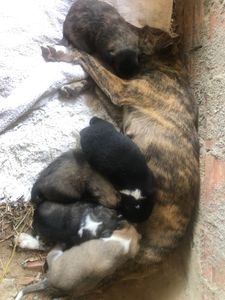 Quimioterapia e Castração  - Quimioterapia e Castração 