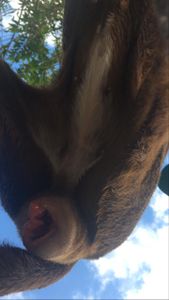 Vaquinha Online - Quimioterapia e Castração 