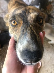 Animais - Quimioterapia e Castração 