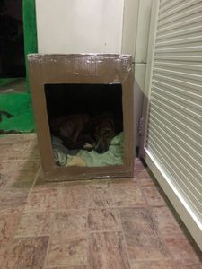 Panelas/PE - Quimioterapia e Castração 