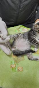 Gastos da Gatinha  Eli