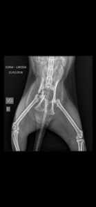 Vaquinha Online - Todos pela Joana! ♥️ 🐾