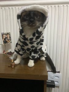 Todos pela Joana! ♥️ 🐾 - Todos pela Joana! ♥️ 🐾